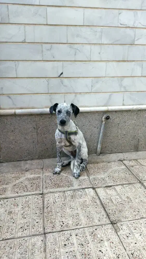 سگ نژاد دار اشپیتس|سگ|خسروشاه, |دیوار