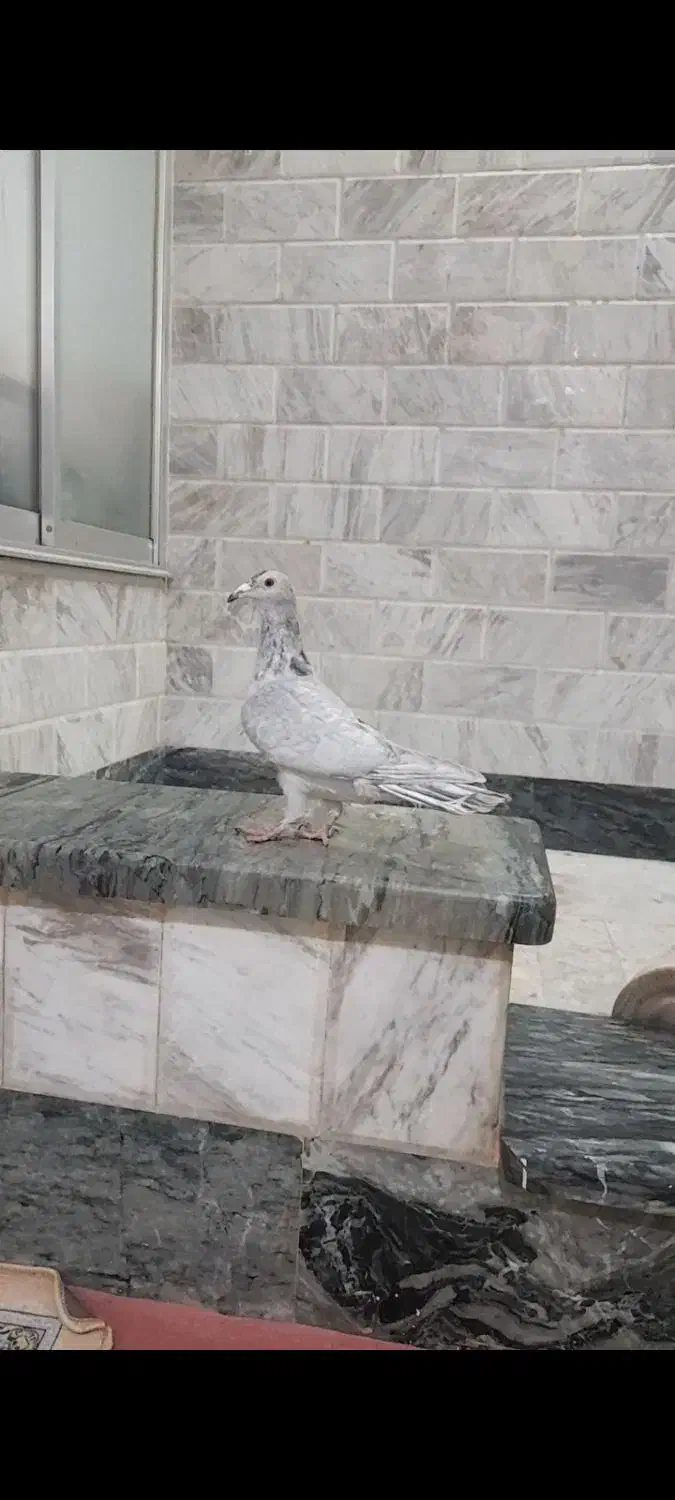 کفتر|پرنده|کنگاور, |دیوار