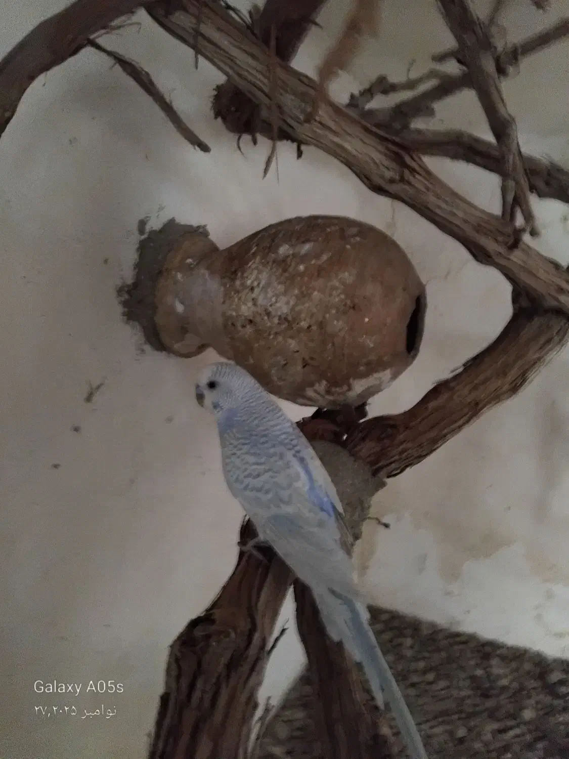 یک جفت مرغ عشق فروشی  معاوضه هم دارم|پرنده|بردسکن, |دیوار