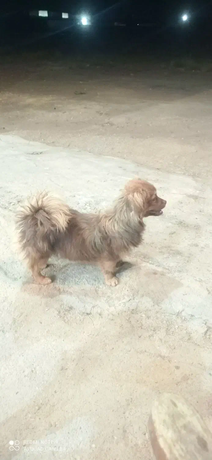 سگ گمشده|حیوانات|ملایر, |دیوار