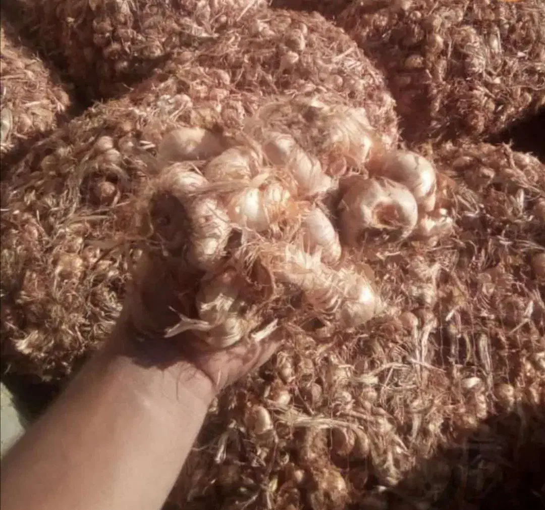 پیاززعفران برکت|عمده‌فروشی|تربت‌حیدریه, بازار|دیوار