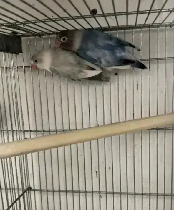 کوتوله برزیلی با تخم|پرنده|زاهدان, |دیوار