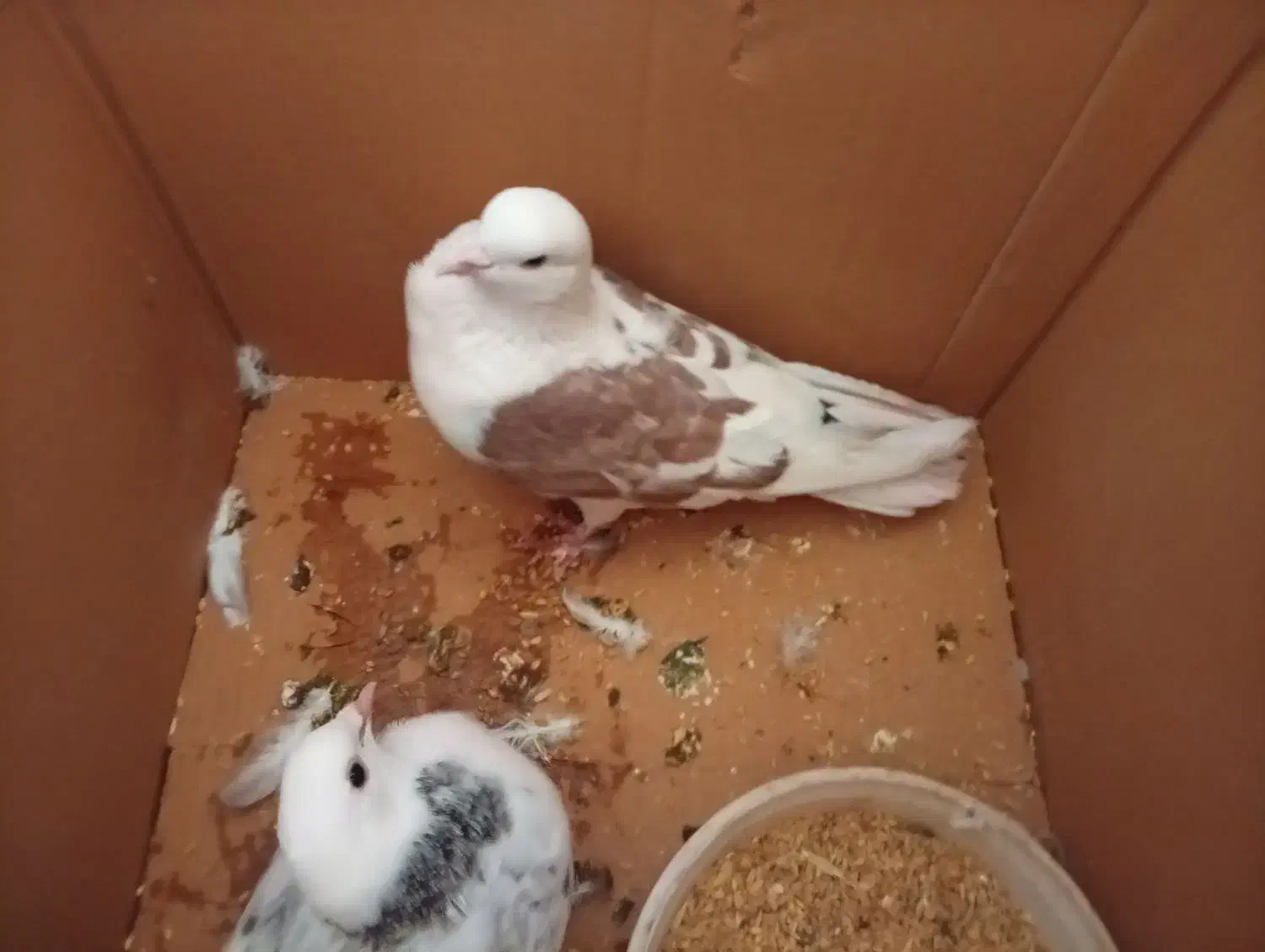 کبوتر|پرنده|دورود, |دیوار