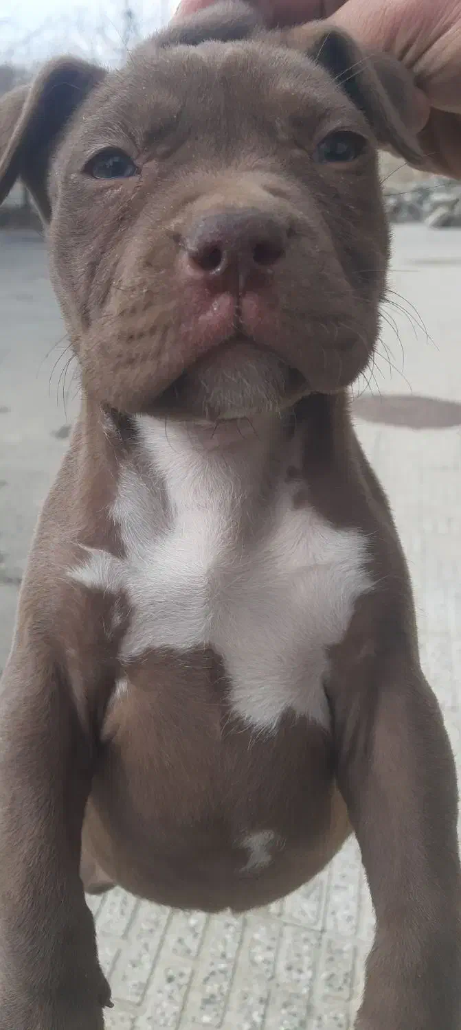 واگذاری پینتول|سگ|نوشین شهر, |دیوار