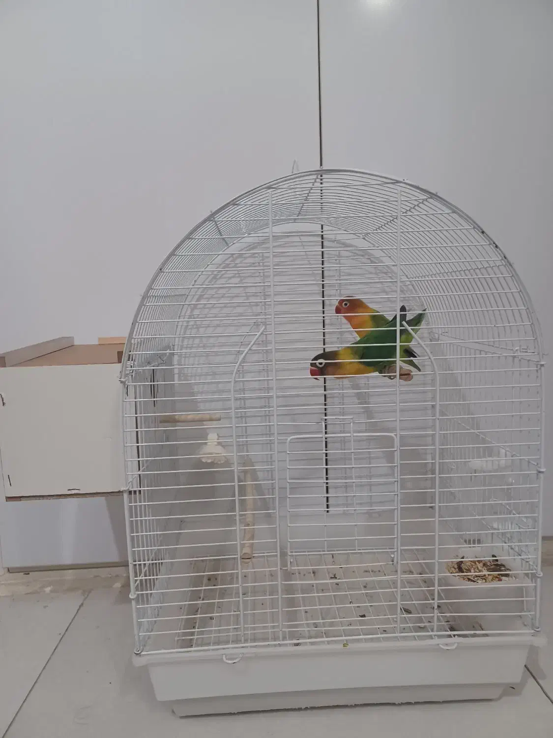 ۱ جفت طوطی برزیلی بهمراه قفس و لونه|پرنده|قزوین, |دیوار