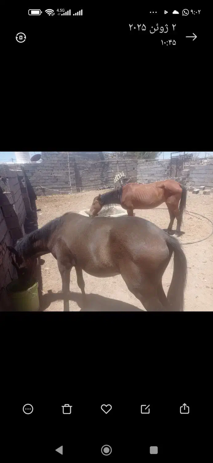 فروش اسب کردمادیون وکره|اسب و تجهیزات اسبسواری|سیرجان, |دیوار