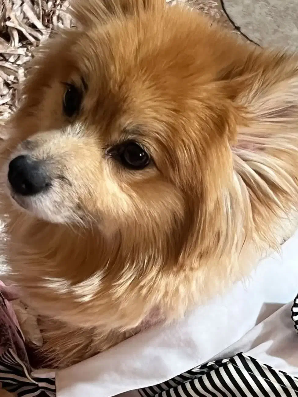 سگ گمشده|حیوانات|رشت, منظریه|دیوار