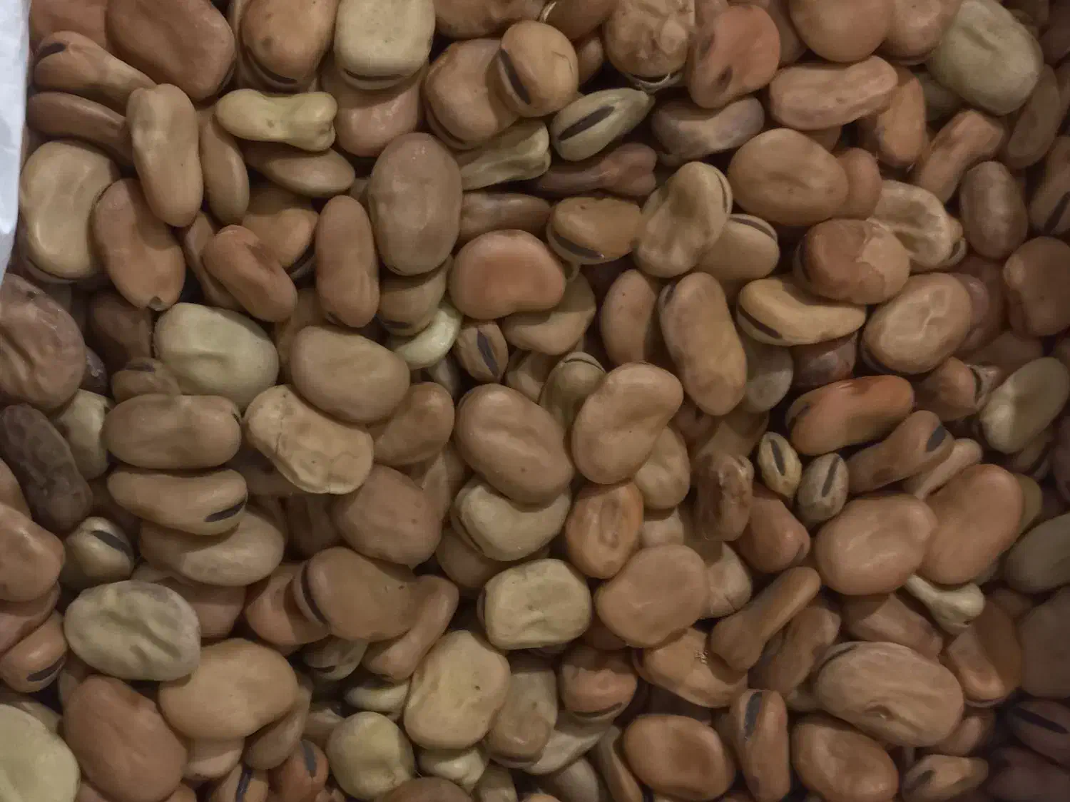 بذرباقلا زودرس هیستال|عمده‌فروشی|خان ببین, |دیوار