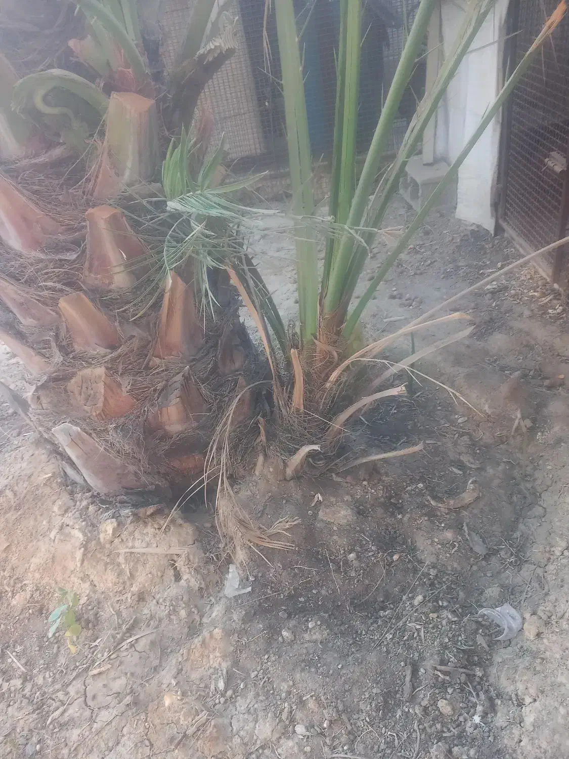 نخل برحی|گل و گیاه طبیعی|چمران, |دیوار