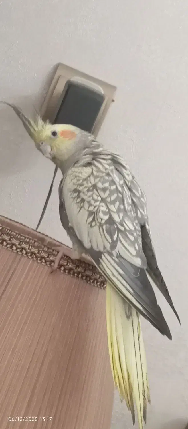 عروس هلندی ماده بالغ|پرنده|تهران, هاشمی|دیوار