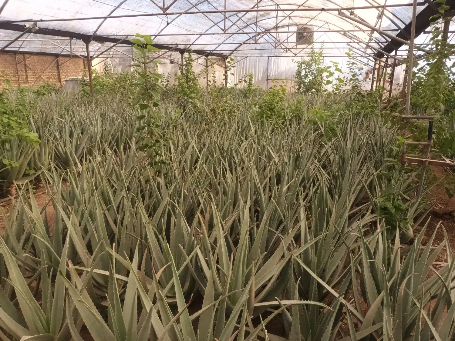 آلورا|گل و گیاه طبیعی|تربتحیدریه, شهید قرنی|دیوار