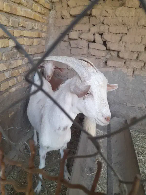 نری سانن|حیوانات مزرعه|رفسنجان, |دیوار
