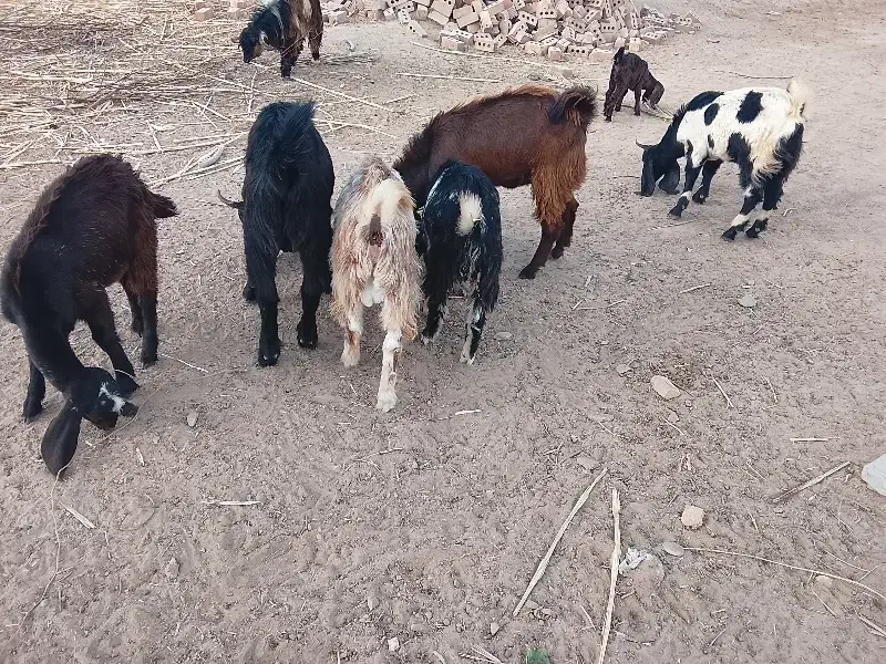 گوسفند نر فروشی|حیوانات مزرعه|ایرانشهر, |دیوار