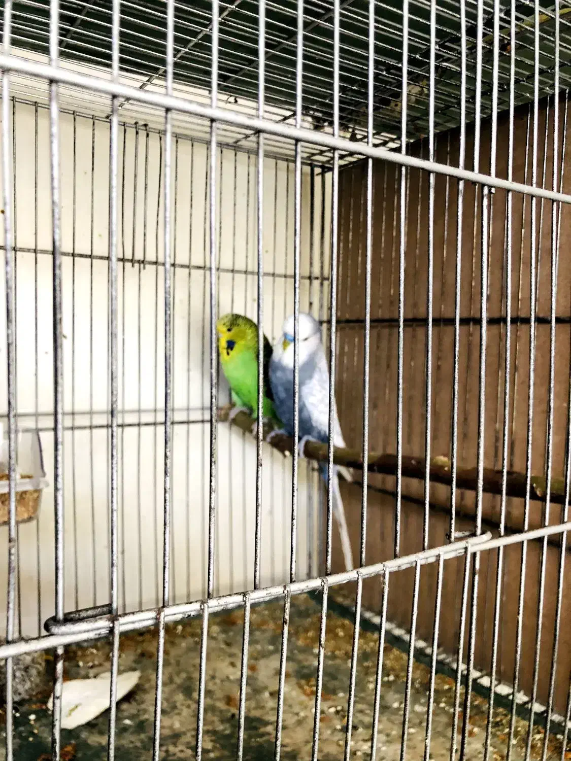 مرغ عشق انگلیسی مولد|پرنده|تهران, تجریش|دیوار