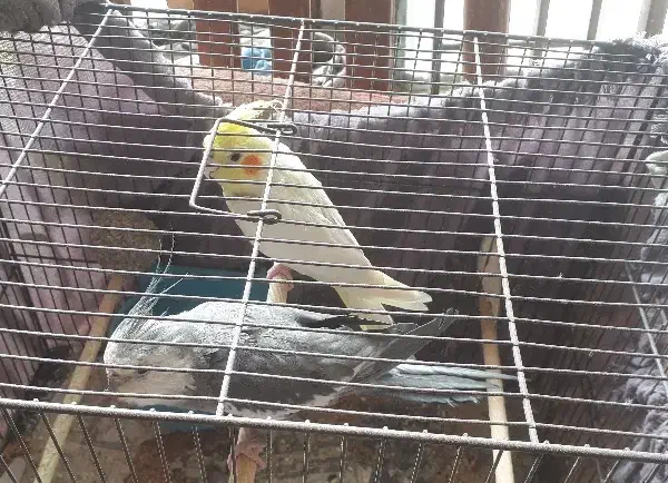 عروس هلندی|پرنده|قم, انصار‌الحسین|دیوار