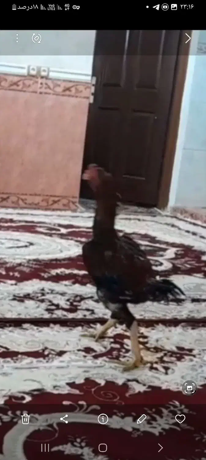 توافقی|حیوانات مزرعه|بدره, |دیوار