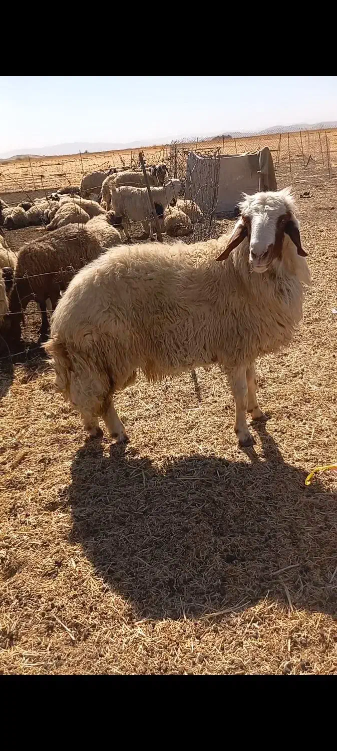 قوچ|حیوانات مزرعه|کرمانشاه, |دیوار