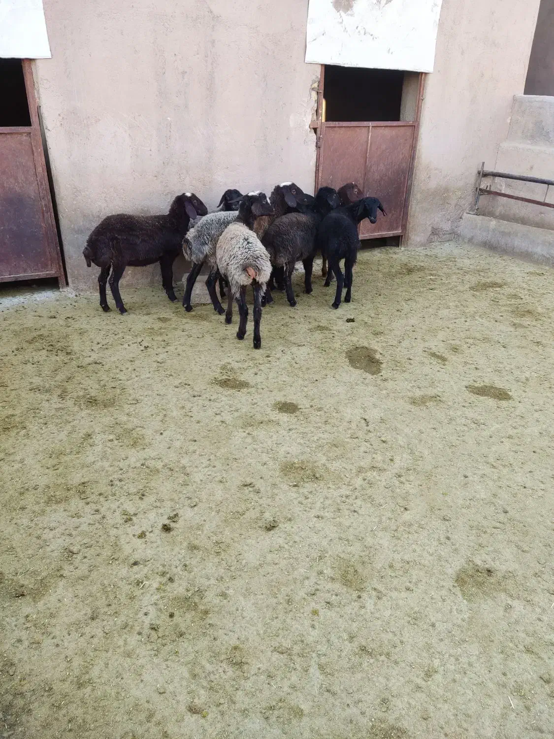 بره ماده مهربان وشالی وافشار|حیوانات مزرعه|سلفچگان, |دیوار