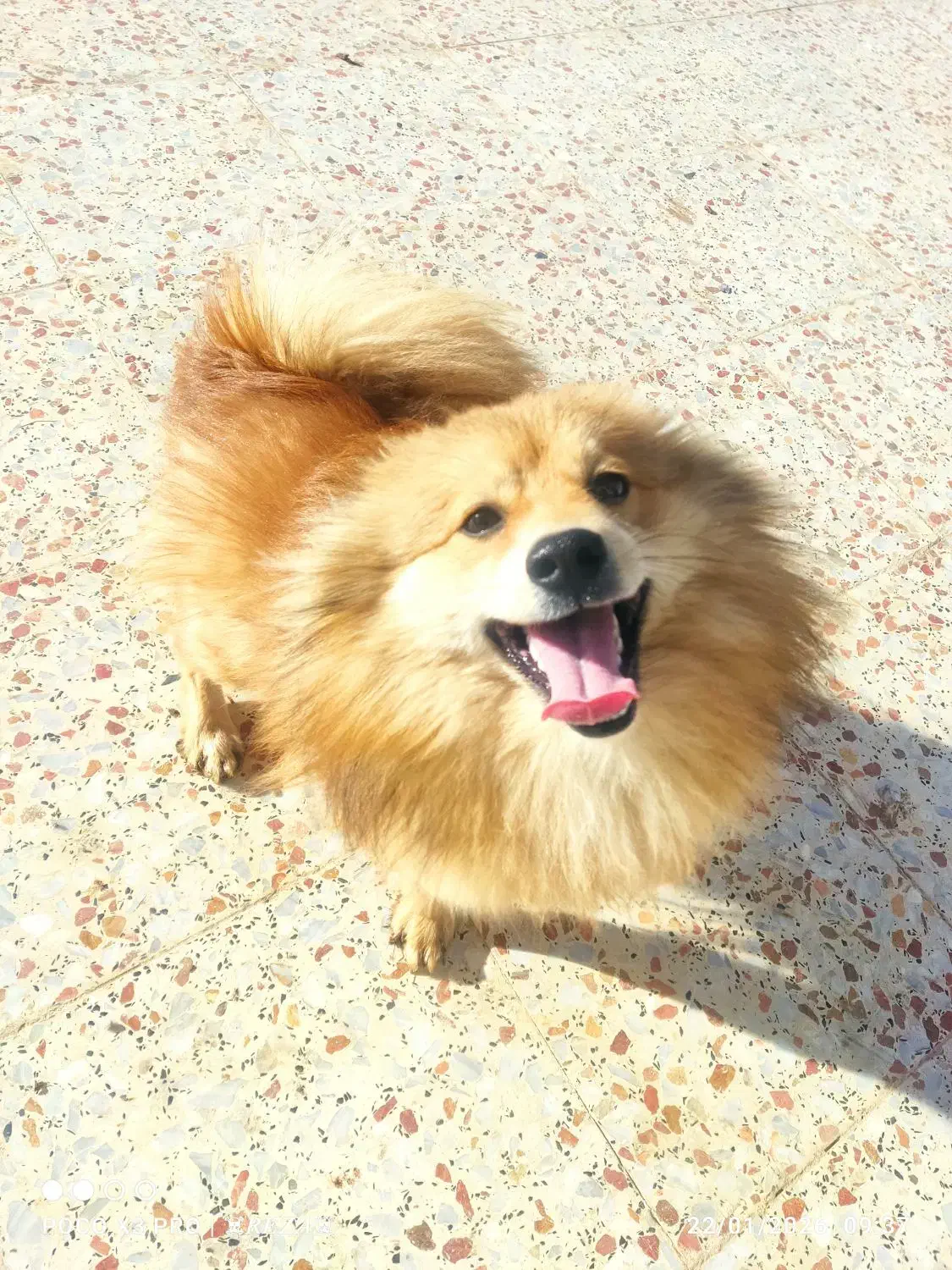 سگ خانگی|سگ|خرم‌آباد, |دیوار