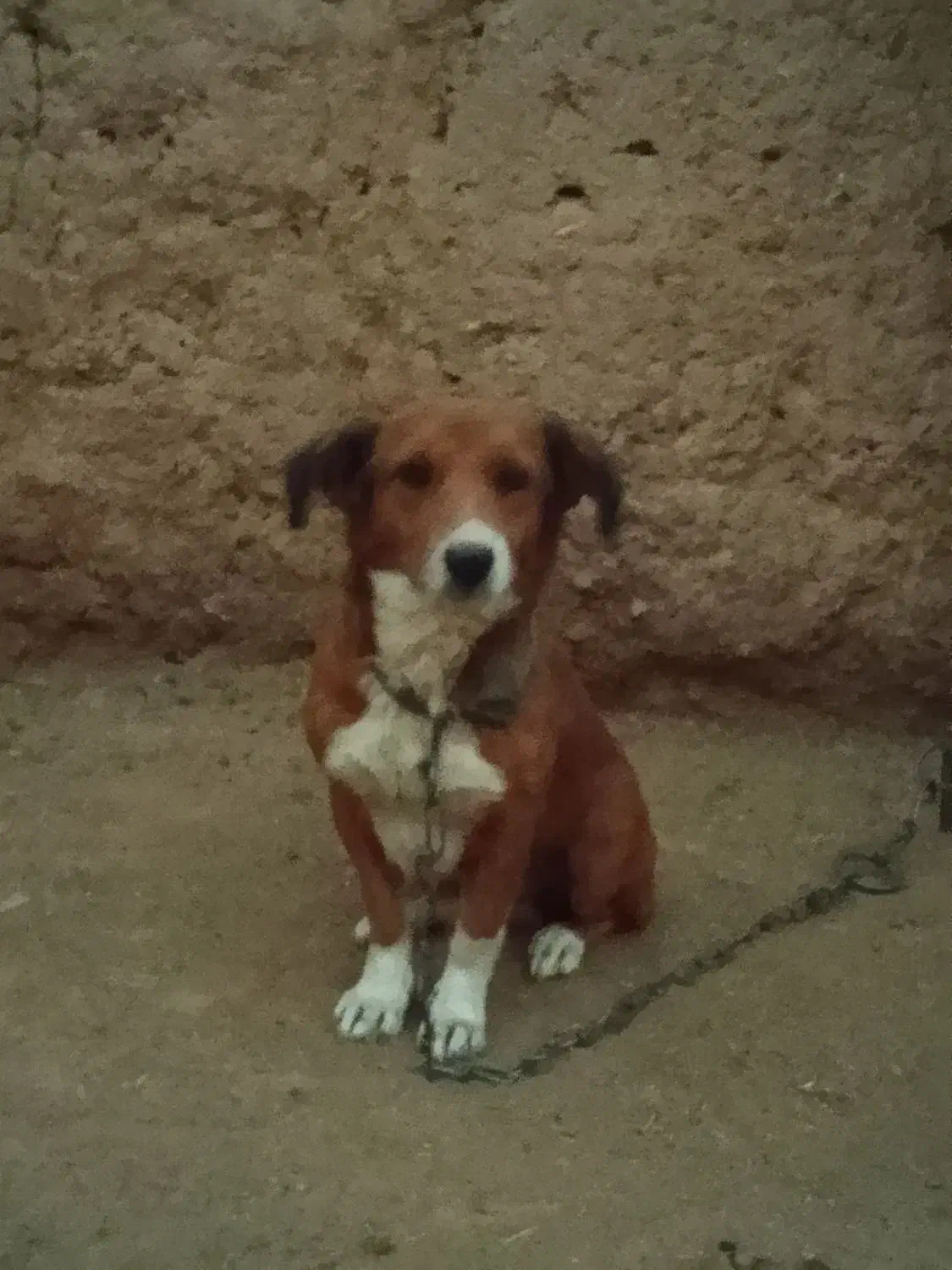 پاپی نگهبان تند وتیز|سگ|تربت جام, جامرود|دیوار