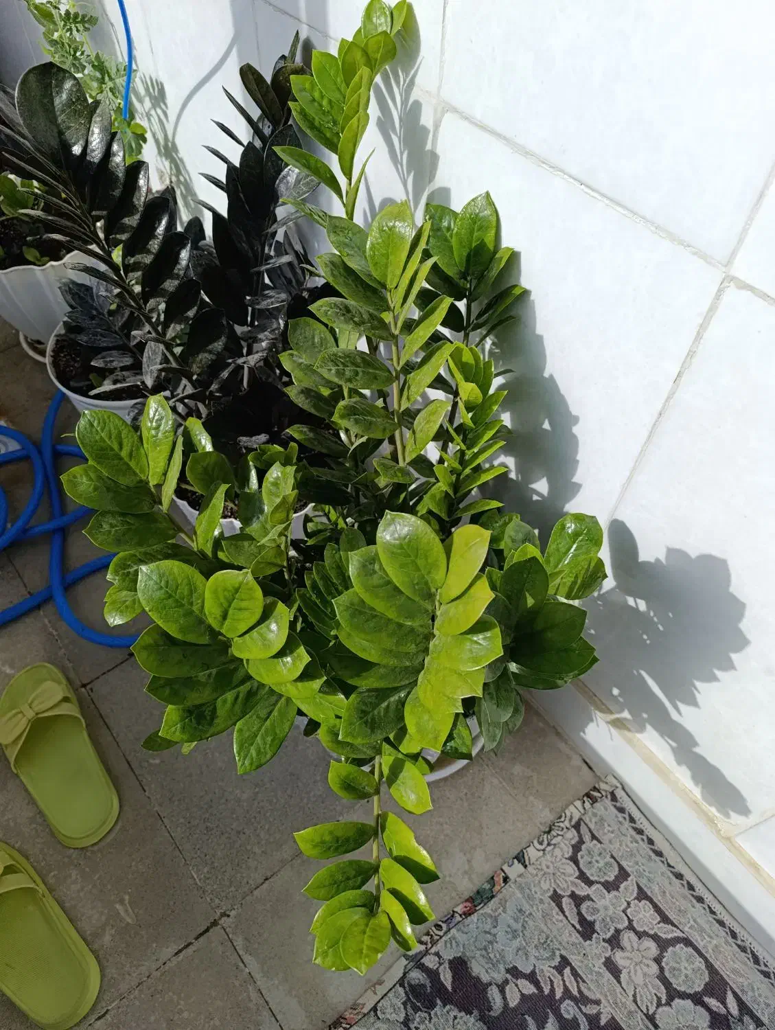 گل زیبا قشنگ به علت جانبودن به فروش میرود|گل و گیاه طبیعی|سنندج, |دیوار