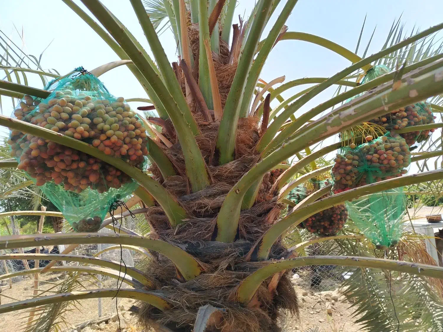 فروش پاجوش خاصیو سفید|گل و گیاه طبیعی|فورگ, |دیوار