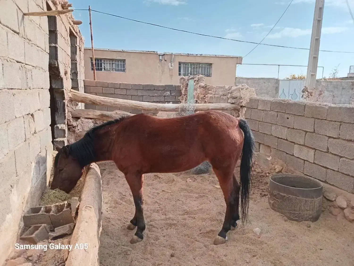 اسب دره شوری|اسب و تجهیزات اسبسواری|مهدی شهر, |دیوار