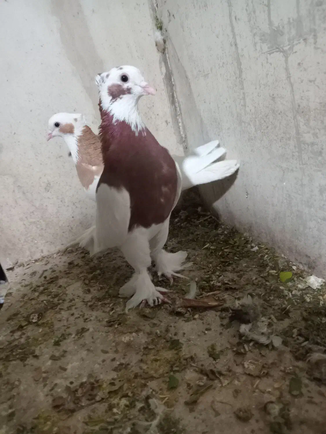 طوقی بی عیب...|پرنده|کوار, |دیوار