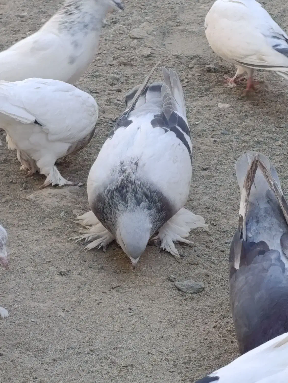 اگهی بخون|پرنده|کهنوج, |دیوار