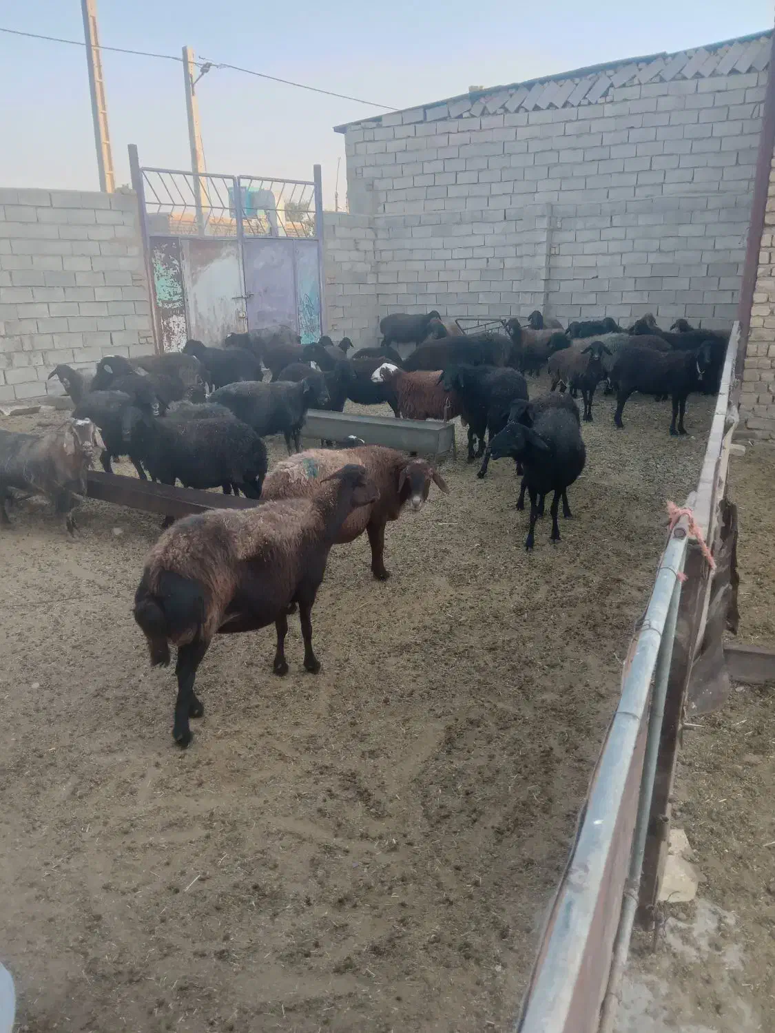 ۳۹راسمیشداشتی|حیوانات مزرعه|پیشخور, |دیوار