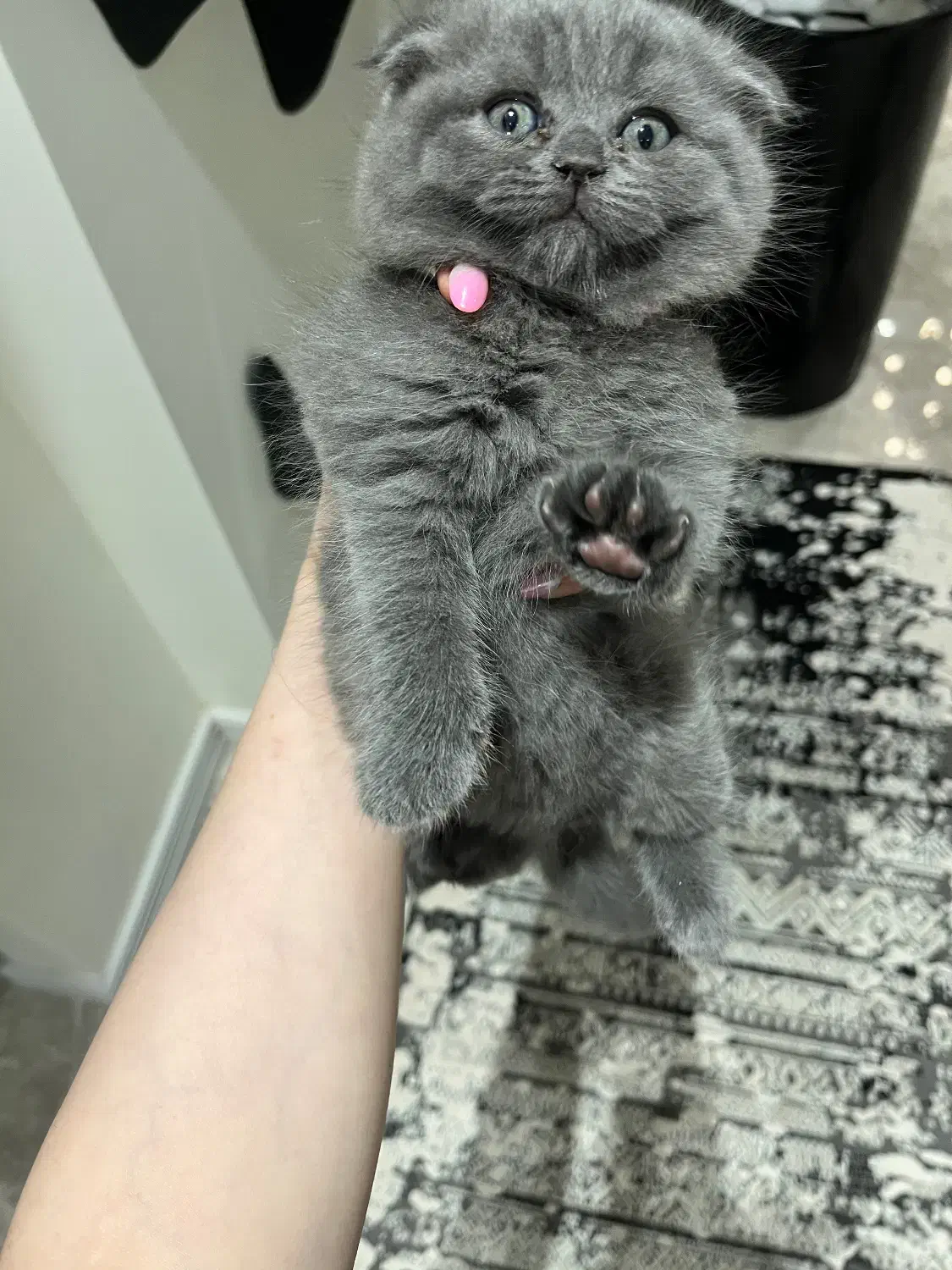 بچه گربه اسکاتیش دبل فولد|گربه|کرج, فاز ۱ مهرشهر|دیوار