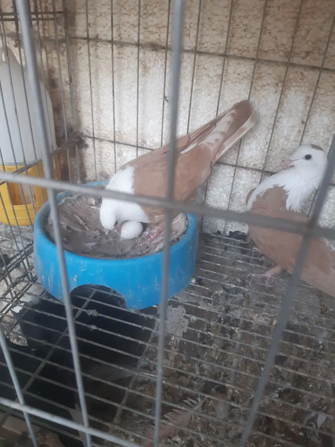 جفت نر ماده کله سفید|پرنده|بهبهان, |دیوار