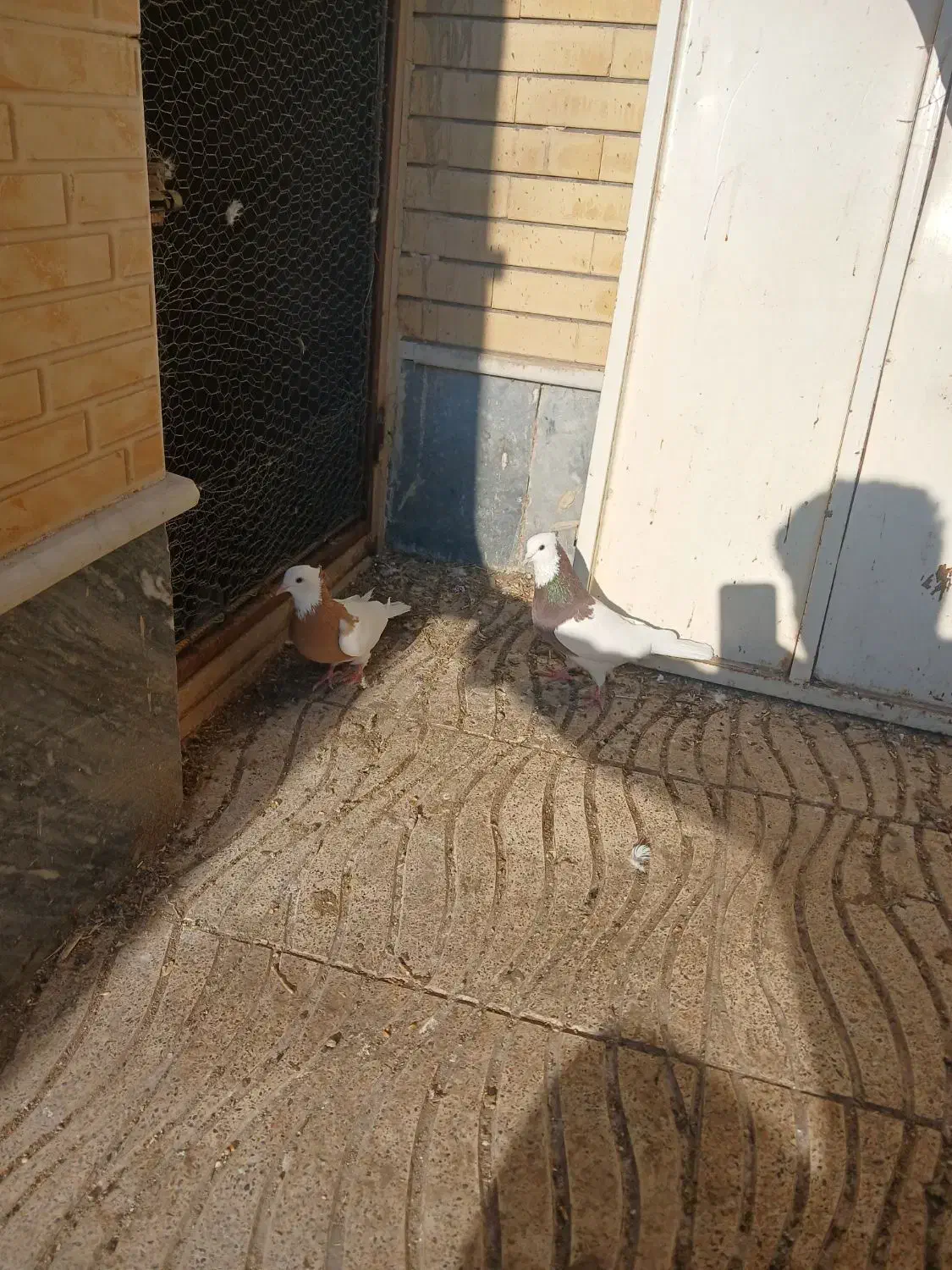 کبوتر طوقی|پرنده|سراب, |دیوار