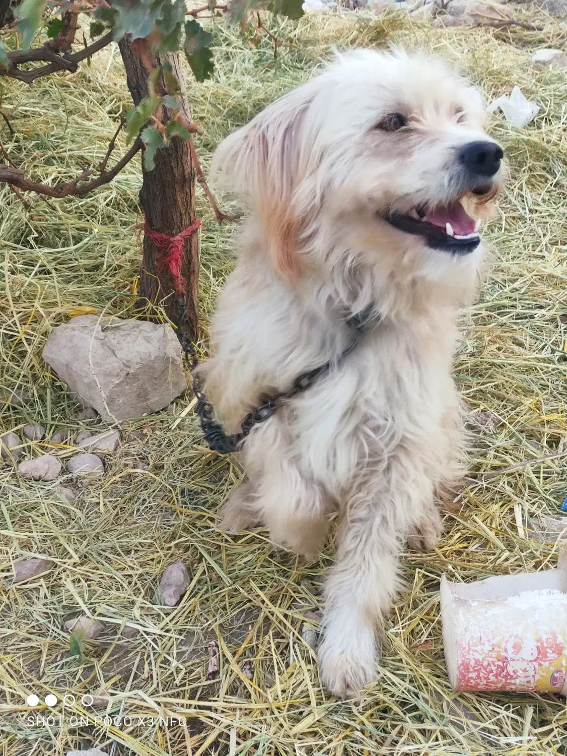 واگذاری سگ|سگ|فیروزآباد (فارس), |دیوار