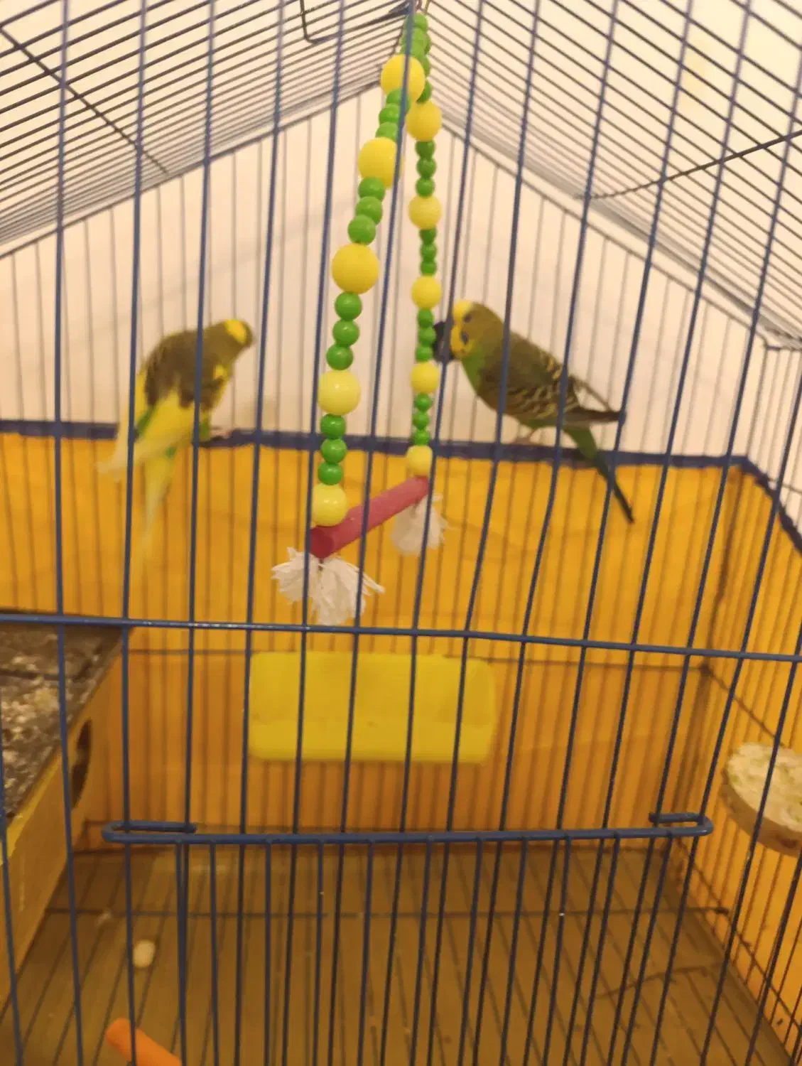 مرغ عشق|پرنده|خرمشهر, |دیوار