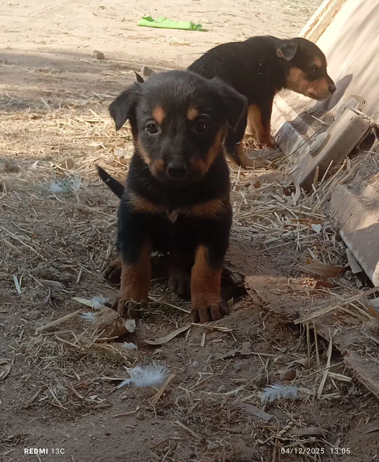 توله سگ ژرمن مناسب نگهبانی|سگ|زارچ, |دیوار