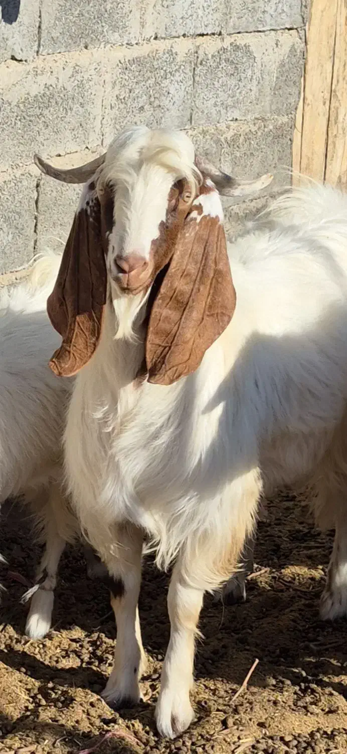 نربز یکساله پاکستانی|حیوانات مزرعه|نیمبلوک, |دیوار