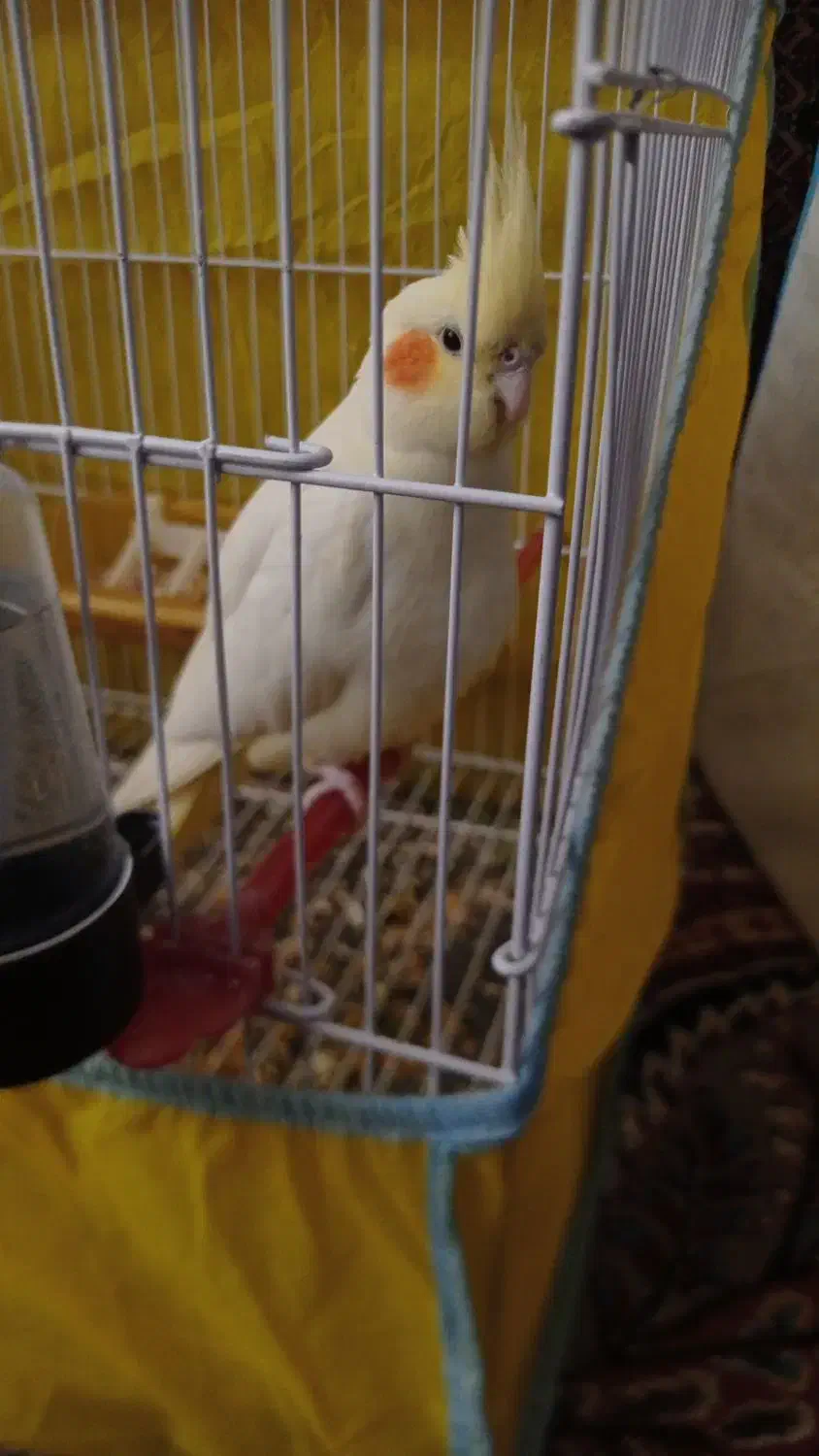 عروس هلندی لوتینو|پرنده|تربتحیدریه, هاشمینژاد|دیوار