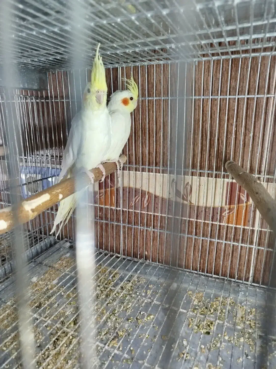 فروش عروس هلندی|پرنده|برازجان, |دیوار