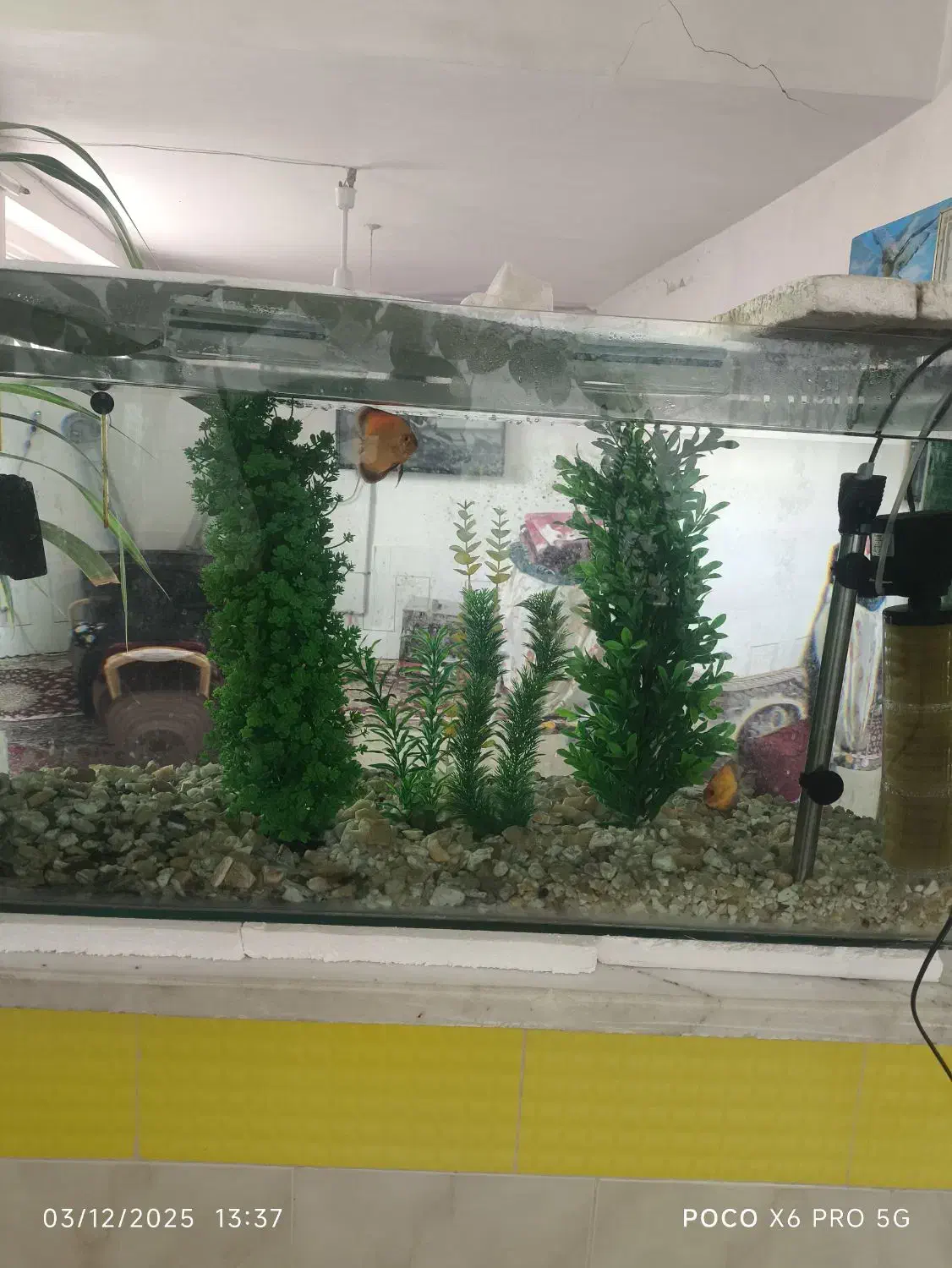 اکواریوم ماهی|ماهی|کاشمر, |دیوار