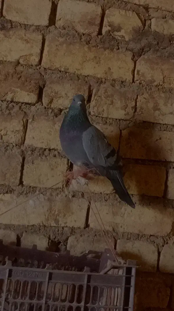 غریب گیری|حیوانات|گلپایگان, |دیوار