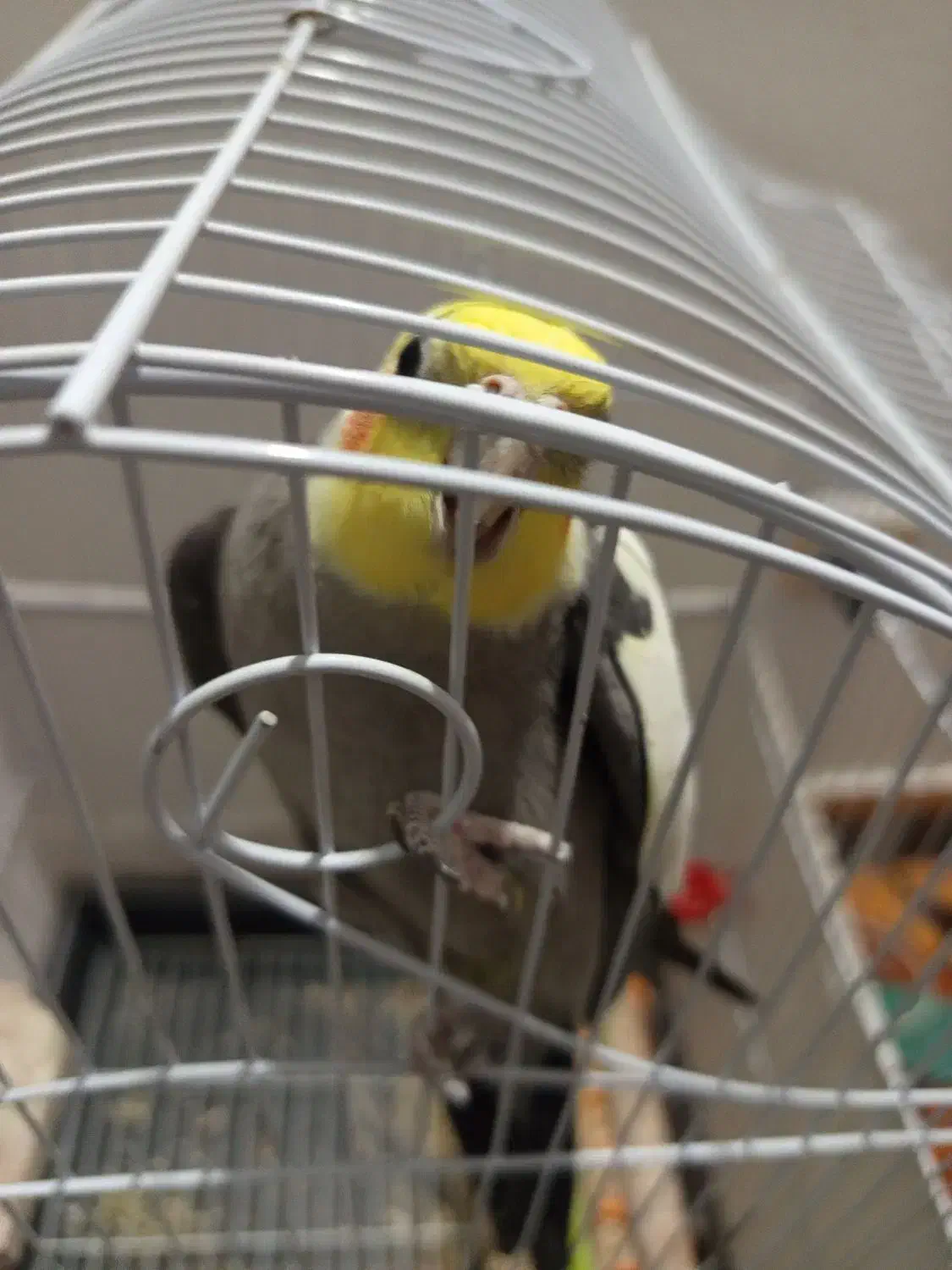 عروس هلندی رام دستی|پرنده|رویان, |دیوار