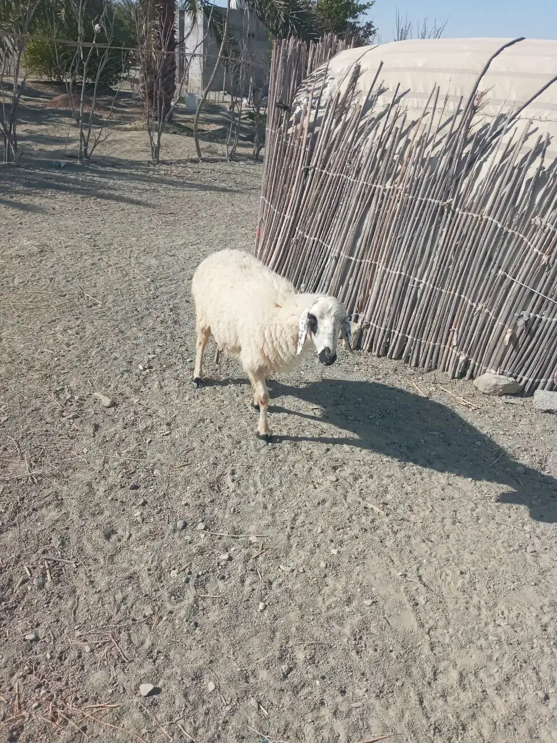 میش فروشی قیمت ۱۰ملیون تخفیف ندارد|حیوانات مزرعه|سندرک, |دیوار