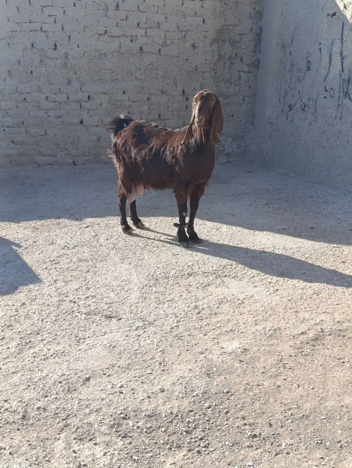 بز ابست مری|حیوانات مزرعه|هامون, |دیوار