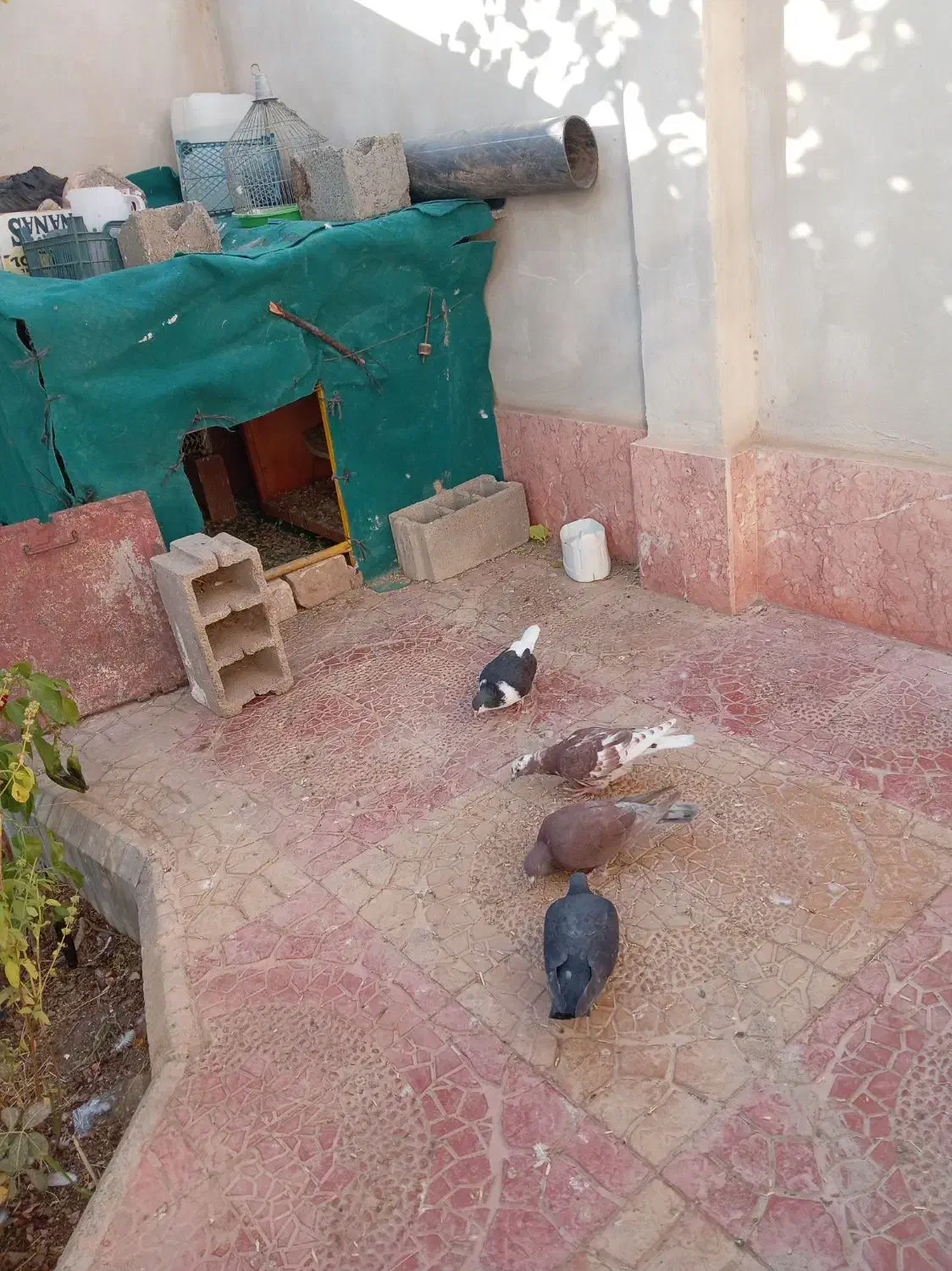 5تا کبوتر فروشی|پرنده|جغتای, |دیوار