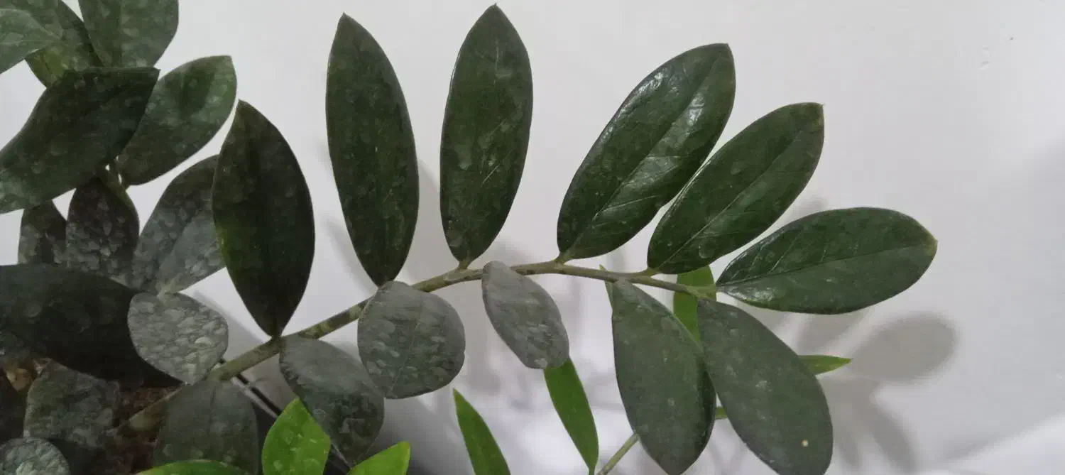 زاموفیلیا|گل و گیاه طبیعی|سبزوار, قدس|دیوار