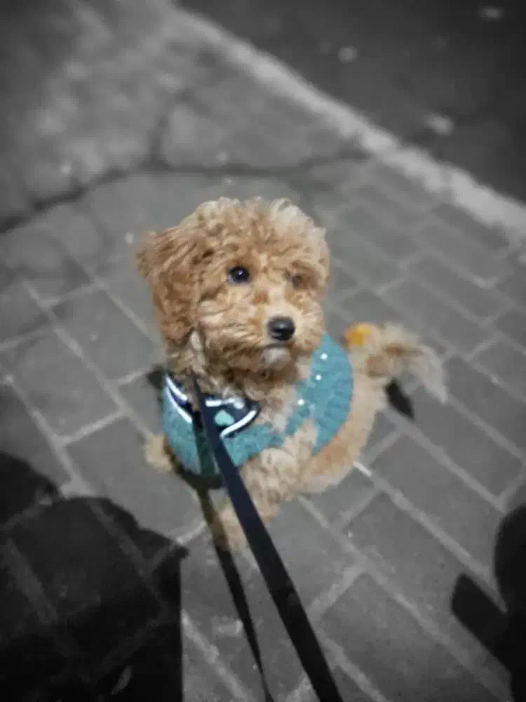 توله پودل مینی|سگ|مشهد, دانشجو|دیوار