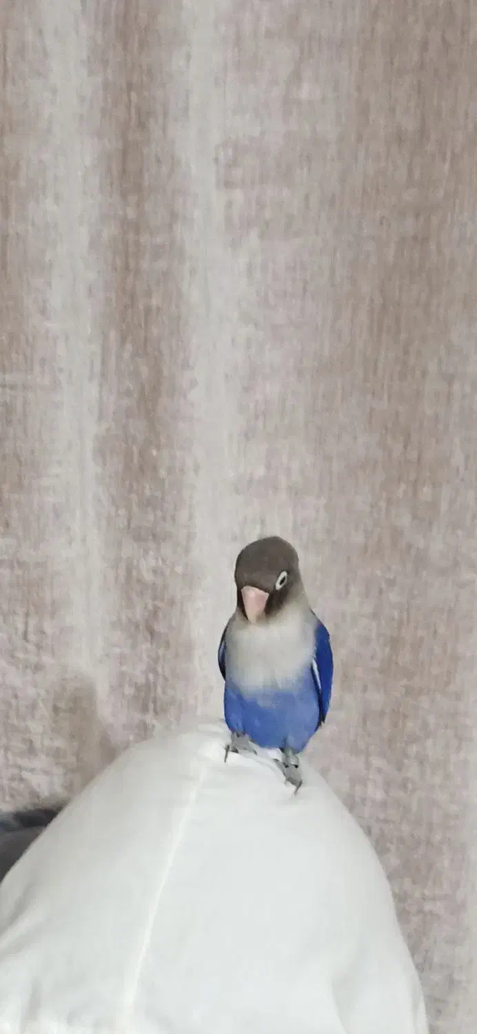 طوطی کوتوله زیبا|پرنده|بندرعباس, |دیوار