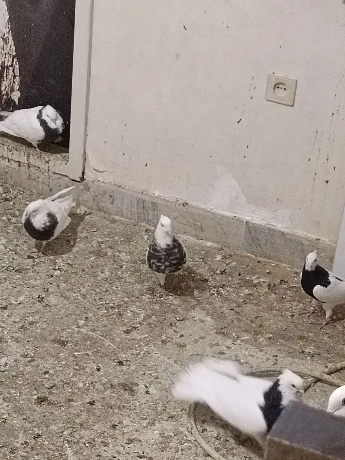 کفتر طوقی پشت سیاه|پرنده|مشهد, فردوسی|دیوار