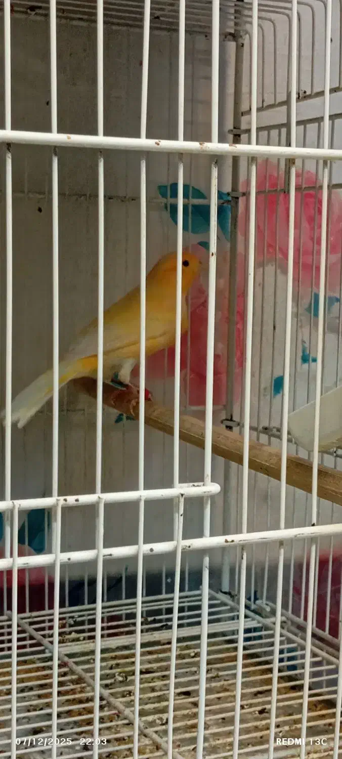 قناری پرتقالی نر و سوخته نر|پرنده|بیجار, |دیوار